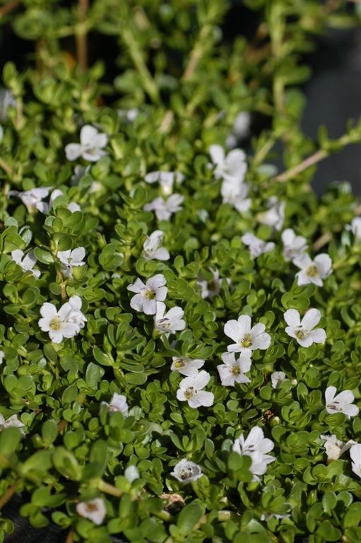 5 of the best pond plants that are easy to grow