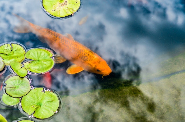Feeding pond fish outlet