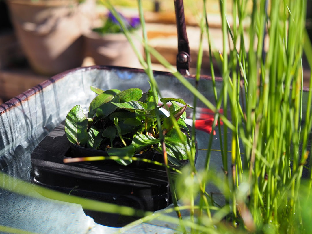 Create a Pond in No Time: Instantly Create a Beautiful Water Garden with Floating Pond Plant Rings