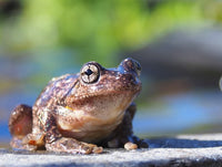 What do Australian Frogs Eat?