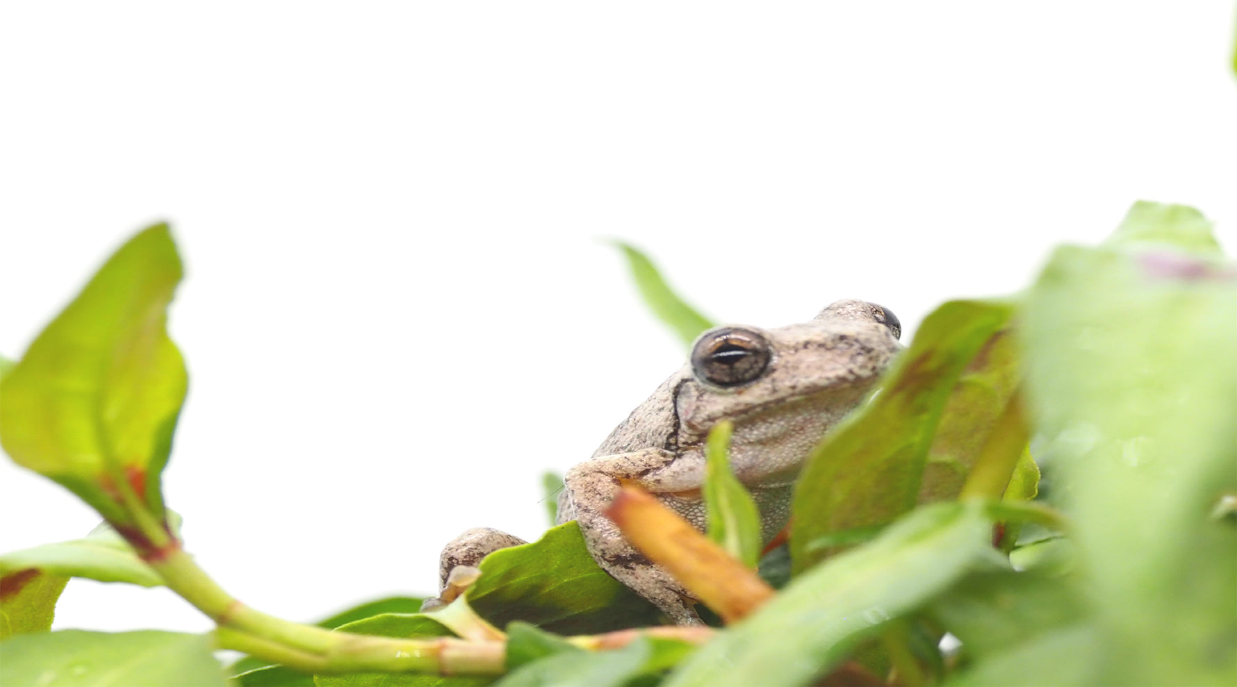 Creating a frog friendly garden. We Know Water Gardens