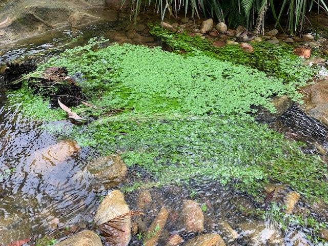 5 Must-Have Australian Native Plants for Your Pond