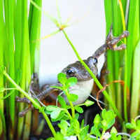 Winter Frogs in Danger: Boosting Australian Frog Populations with Pond Plants and Habitat Preservation