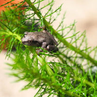 Creating a Frog Haven: Top Pond Plants to Attract Frogs and Enhance Your Pond in Australia