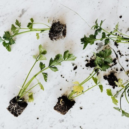 The Ultimate Guide to Growing Plants with Soil-Based Aquaponics in Australia