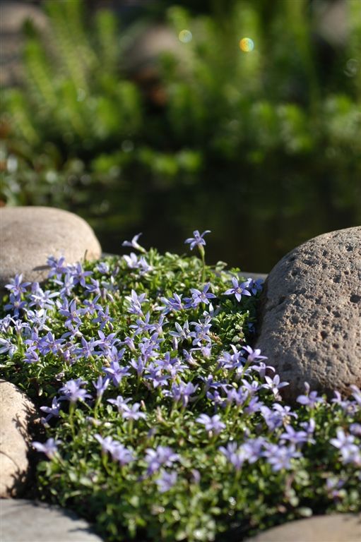 Buy Pond Equipment Online Australia Wide Pumps, Filters, UVC, Water