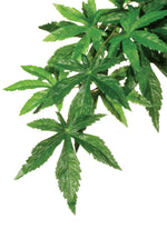 Exo Terra Forest Plant Abutilon Small