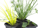 Ornamental Pond Plant Starter 3 pack 12cm Pot and Floating ring
