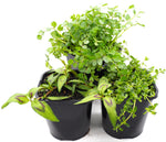 Edible Pond Plant Starter 3 pack 12cm pot and floating ring