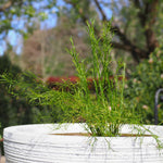 12cm (Baloskion tetraphyllus) Tassel Cord rush with floating ring