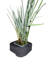 Blue Sedge (Carex Riparia) with floating ring