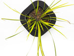 12cm (Acorus Gramineus Ogon) Golden Sweet Flag