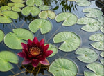 Black Princess Hardy Water Lily (nymphaea)- corm only