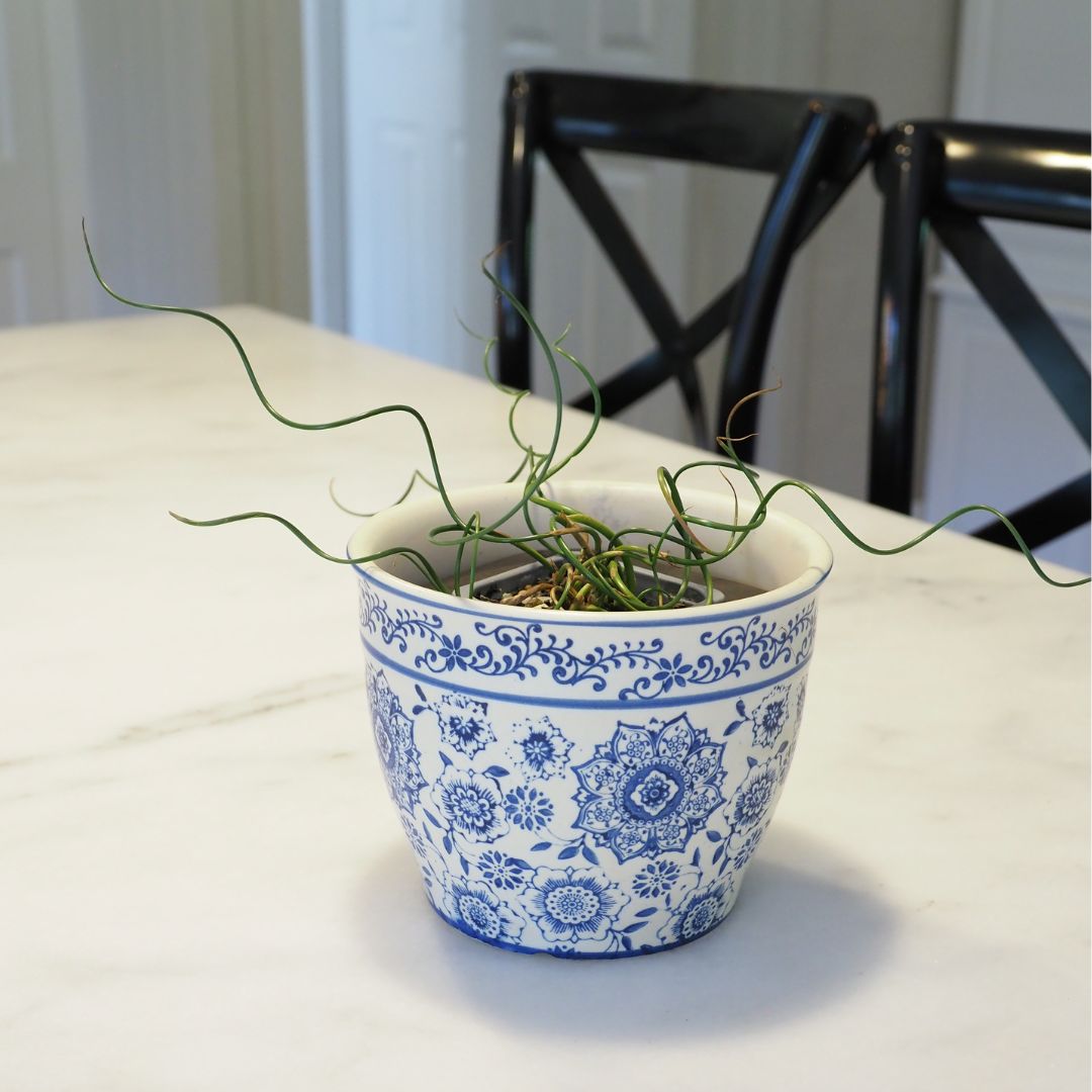 Corkscrew Rush Pond Plant  (Juncus effusus cv. Spiralis) & Pot Combo