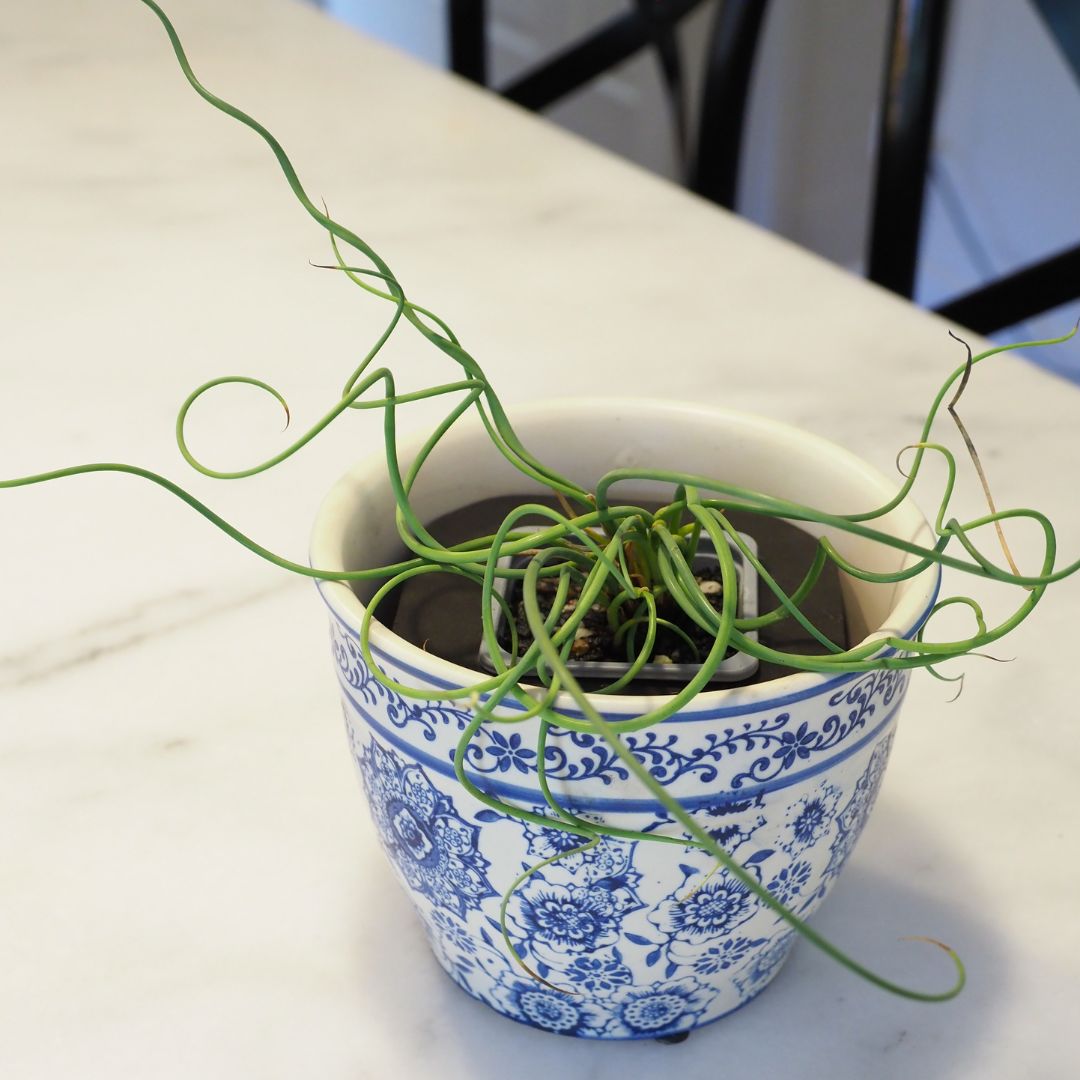 Corkscrew Rush Pond Plant  (Juncus effusus cv. Spiralis) & Pot Combo