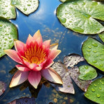 David Hardy Water Lily (nympaea) - Corm only