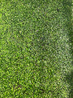 Duckweed (Lemnoideae)