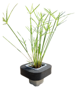 Dwarf Umbrella Grass (Cyperus Alternifolius Nanus) Pond Plant with Floating Ring