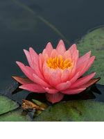 Fabiola Hardy Water Lily (nymphaea) - Corm only