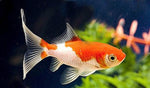 Red and white Comet 9cm