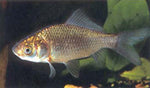 Uncoloured Goldfish 5cm