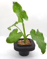 Goddess lily sparkles (Zantedeschia sp) with floating ring