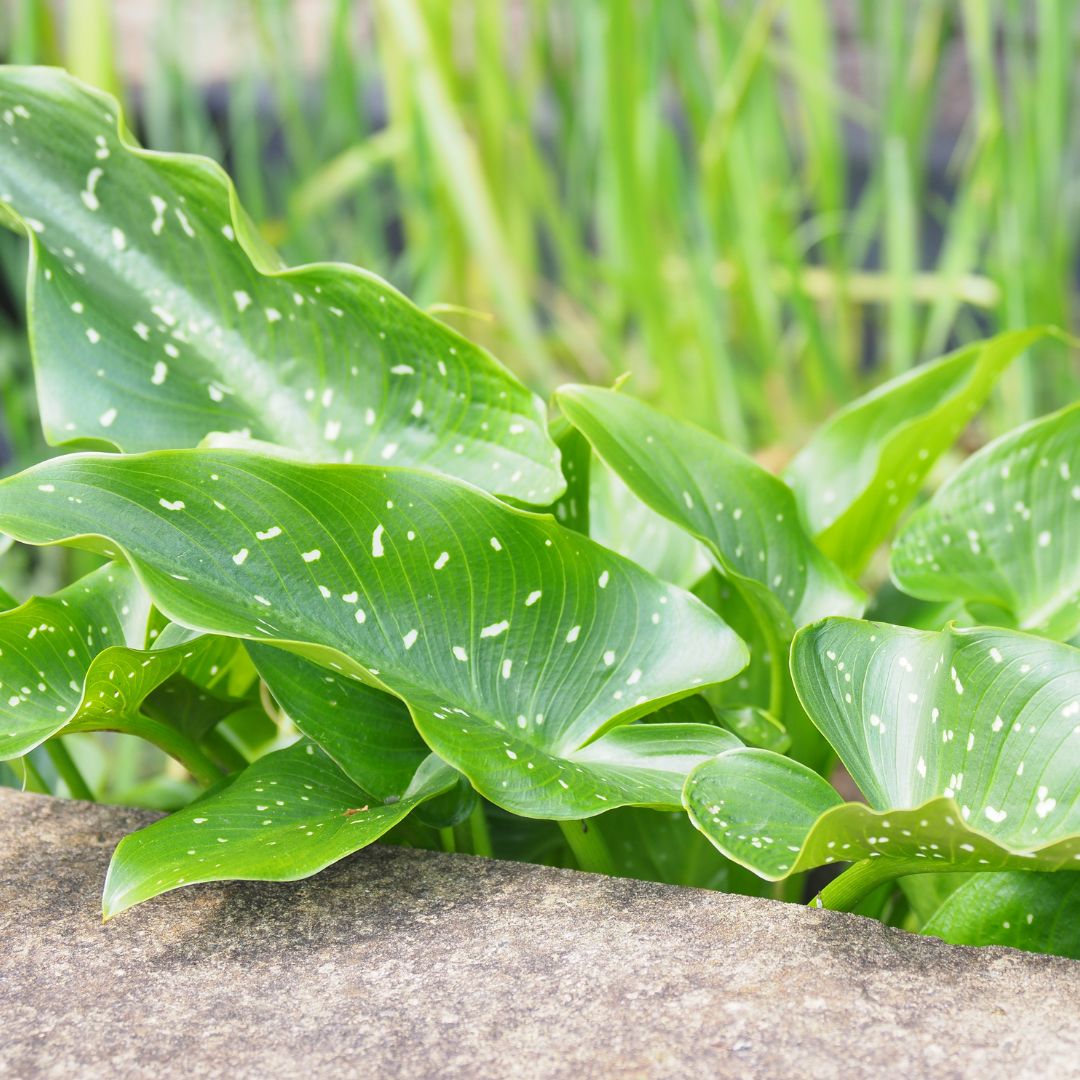 Goddess lily sparkles (Zantedeschia sp) Grow in a protected pond throughout winter.