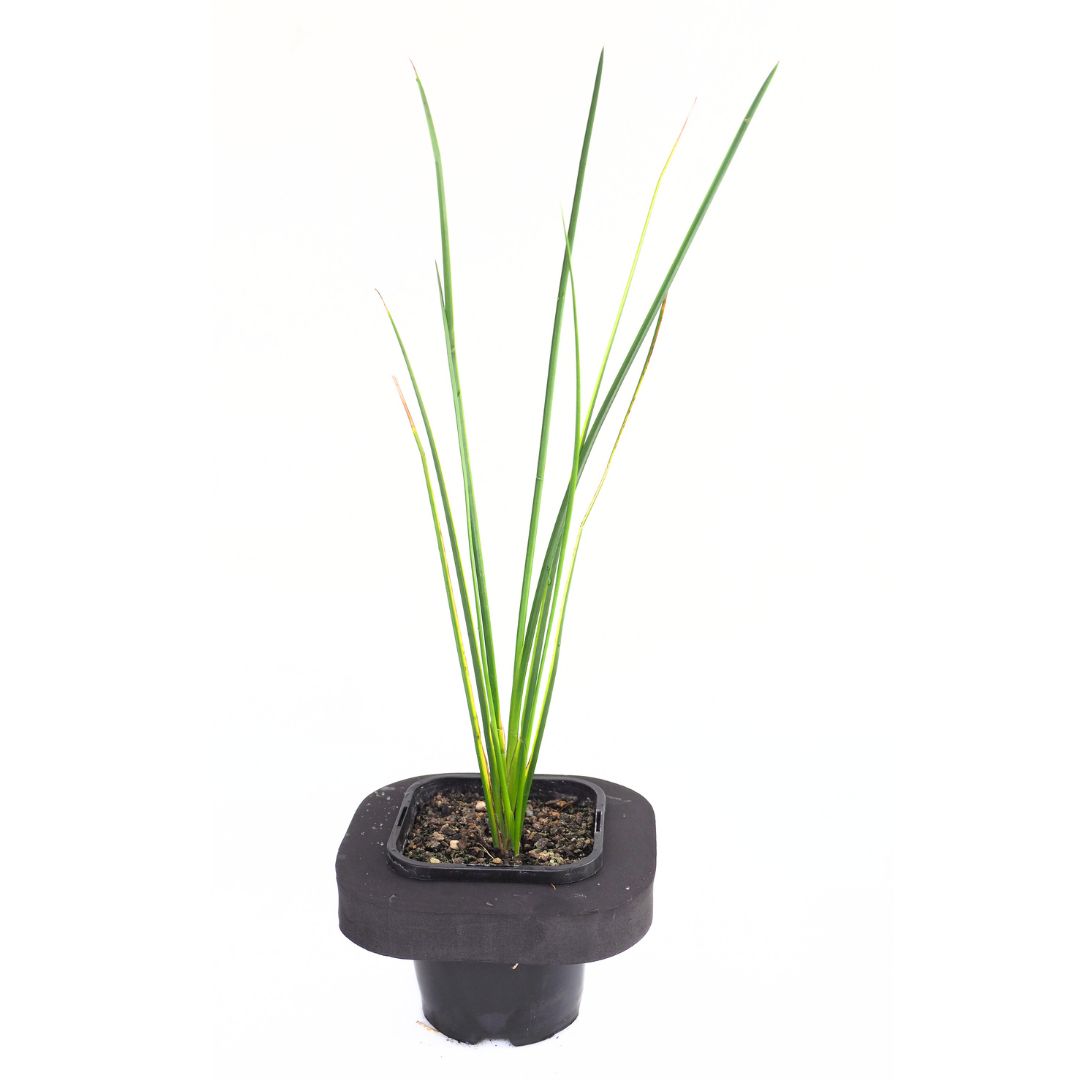Golden Striped Rush (Baumea rubiginosa variegata) Pond Plant with floating pond ring
