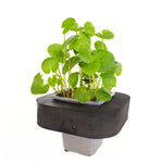 Gotu Kola (Centella asiatica) with floating ring