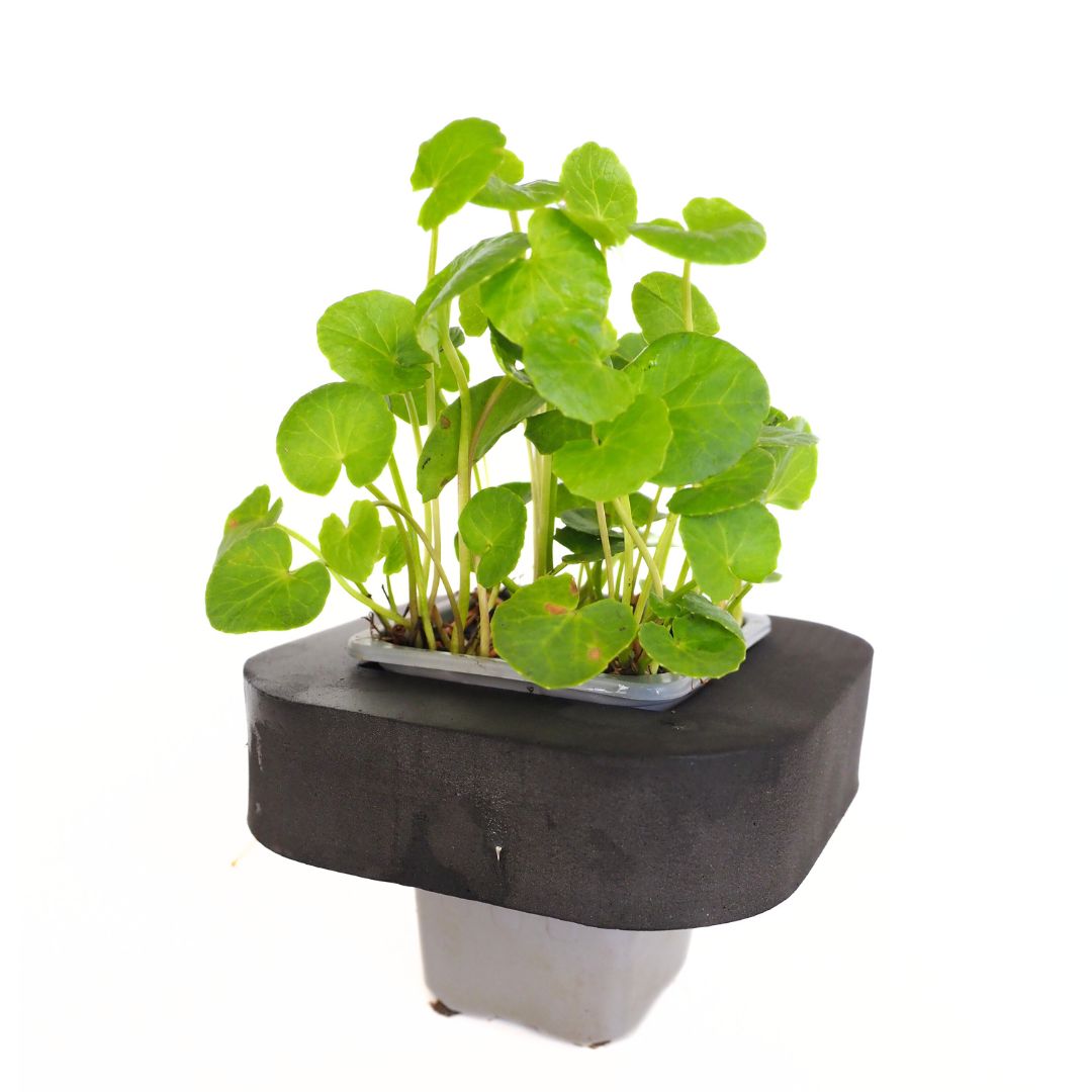 Gotu Kola (Centella asiatica) with floating ring