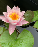 Water lily (Nymphaea water lily) Pink - corm only