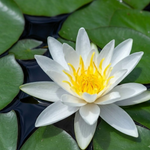 Hermine Hardy Water Lily (Nymphaea) - Corm only