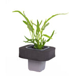 KangKong (Ipomea aquatica) with floating ring