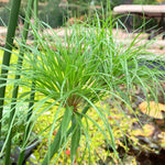King Tut (Cyperus Papyrus) Pond Plant with floating pond ring