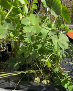 Hairy Nardoo Large Leaf Form (Marsilea drummondii) pond plant with floating ring