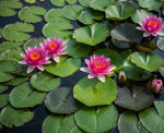 Laydekeri Fulgens Hardy Water Lily (Nymphaea) - Corm only