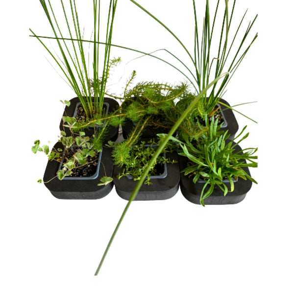 Buy Native Pond Plants Australia Pond Plant Starter Pack with