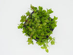 Water Hyssop (Bacopa caroliniana) with floating ring
