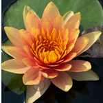 Sioux Hardy Water Lily (nyphaea) - Corm only