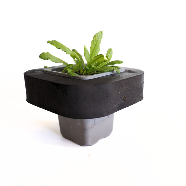 Buy Australian Native Pond Plants Online Swamp Mazus (Mazus pumilio