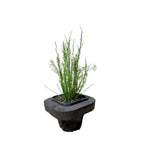 Tassel Cord Rush (Baloskion tetraphyllum) with Floating Ring