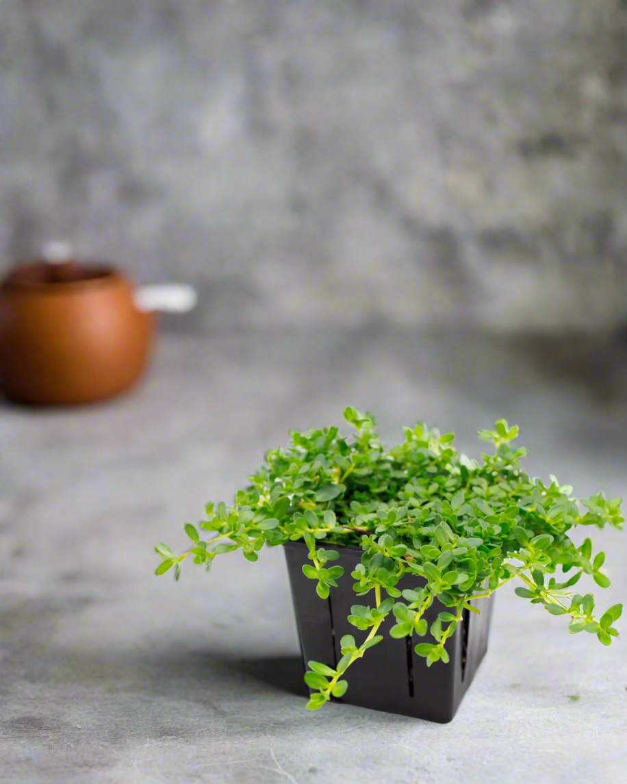 Brahmi Used for Boosting Cognitive Function