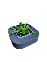 Swamp Goodenia (Goodenia humilis) with floating ring
