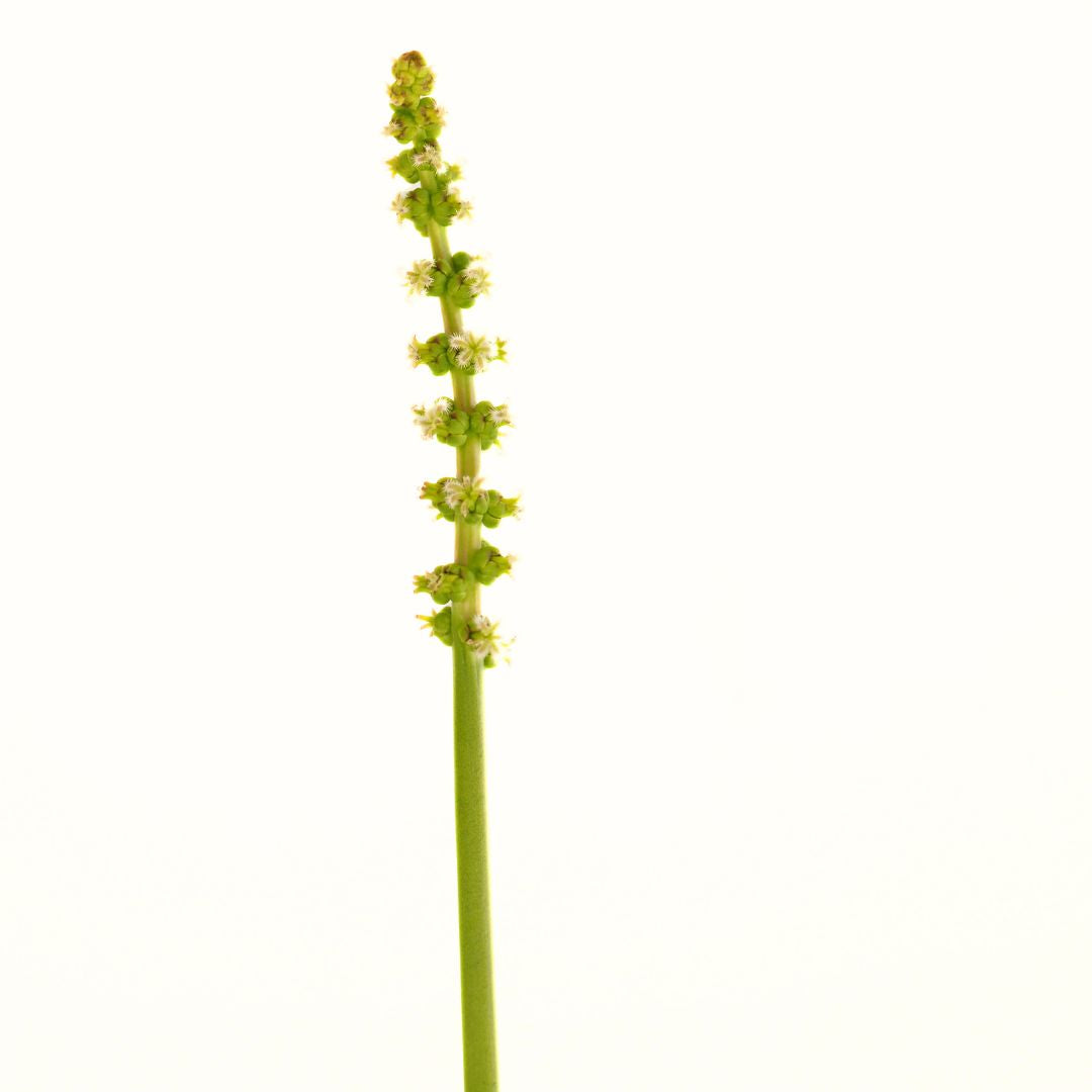 Water Ribbon (Triglochin procera ) Pond Plant with Floating Ring