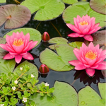 Yuh Ling Hardy Water Lily (Nymphaea) - Corm only
