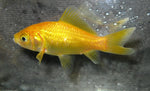 Golden Comet - 5cm
