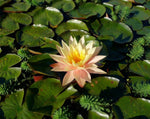 Karleen Harder Hardy Water Lily (Nymphaea) - Corm only