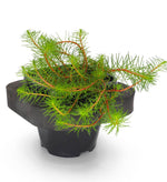 Red DragonFly Milfoil (Myriophyllum papillosum Dragonfly) with Floating Ring