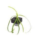 Water Ribbon (Triglochin procera ) Pond Plant with Floating Ring