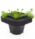 Upright Water Milfoil (Myriophyllum crispatum) 12cm pot and floating ring